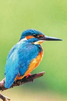 Kingfisher notecards