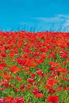 Poppies notecards