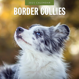 Border Collies kalender 2025