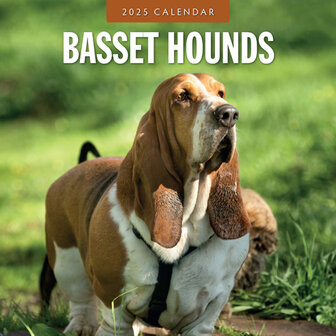 Basset Hounds kalender 2025