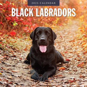 Black Labradors kalender 2025