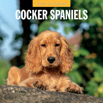 Cocker Spaniels kalender 2025