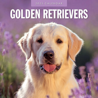 Golden Retrievers kalender 2025