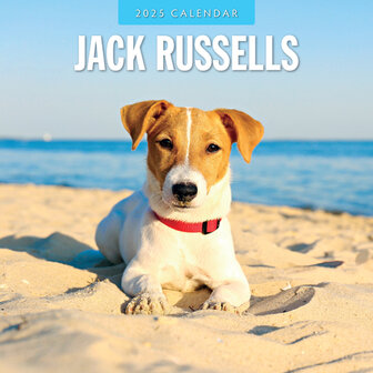 Jack Russells kalender 2025