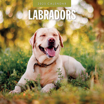 Labradors kalender 2025