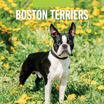 Boston Terriers kalender 2025