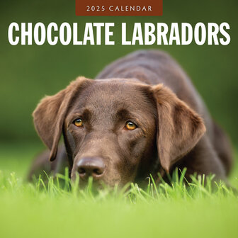 Chocolate Labradors kalender 2025