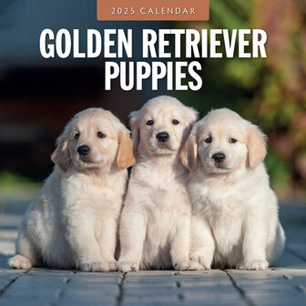 Golden Retriever Puppies kalender 2025