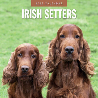 Irish Setters kalender 2025