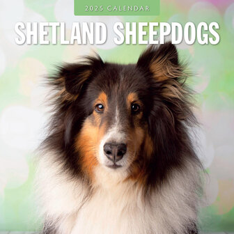 Shetland Sheepdogs kalender 2025