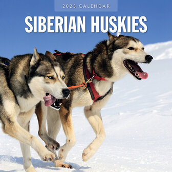 Siberian Huskies kalender 2025