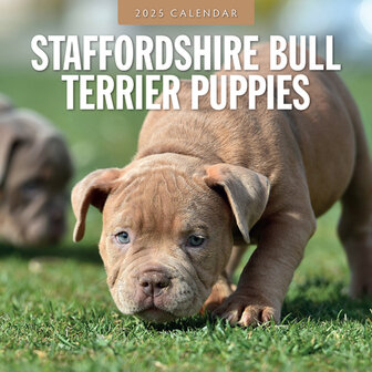 Staffordshire Bull Terrier Puppies kalender 2025