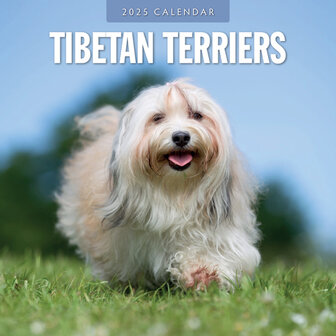 Tibetan Terriers Kalender 2025