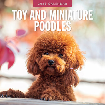 Toy and Miniature Poodles Kalender 2025