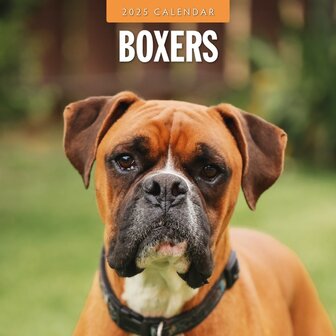 Boxers kalender 2024