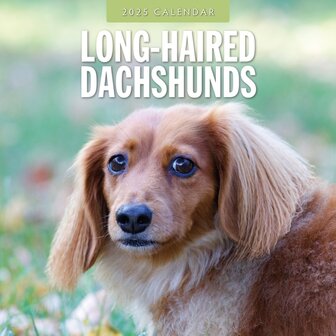 Long-Haired Dachshunds kalender 2025