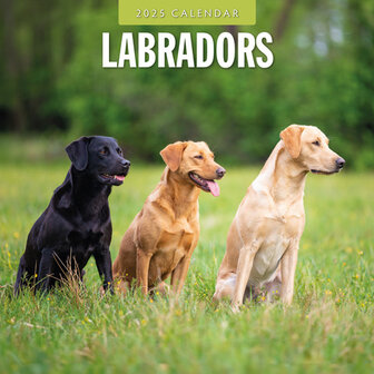 Labrador Retrievers kalender 2025