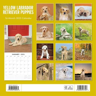 Yellow Labradors Retriever Puppies kalender 2025