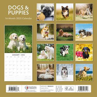 Dogs &amp; Puppies kalender 2025