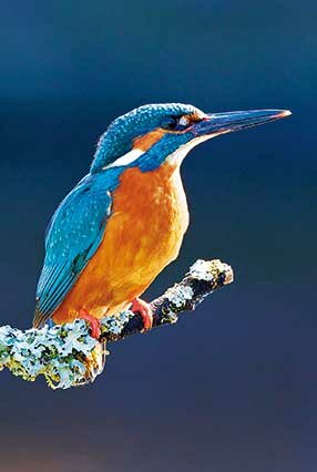 Kingfisher notecards