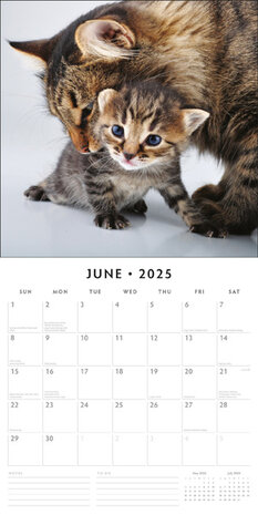 Adorable Cats kalender 2025