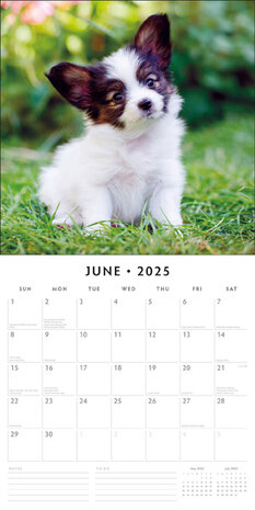 Cute Puppies kalender 2025